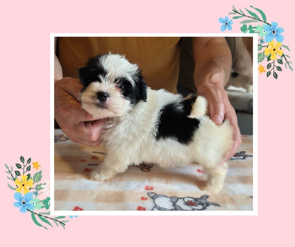Du Domaine De Brière - Chiots disponibles - Bichon Havanais