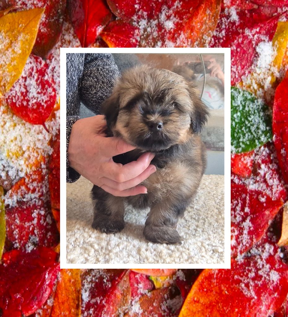 Du Domaine De Brière - Chiots disponibles - Bichon Havanais