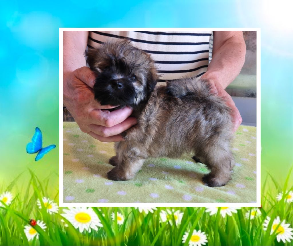 Du Domaine De Brière - Chiots disponibles - Bichon Havanais