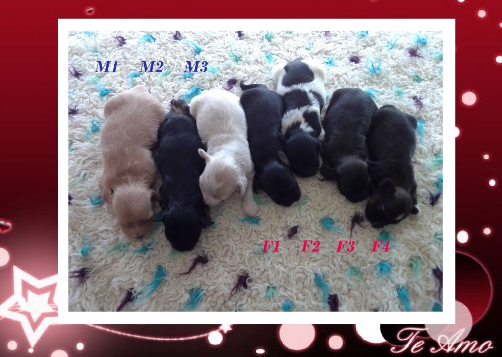 Chiot Bichon Havanais Du Domaine De Brière
