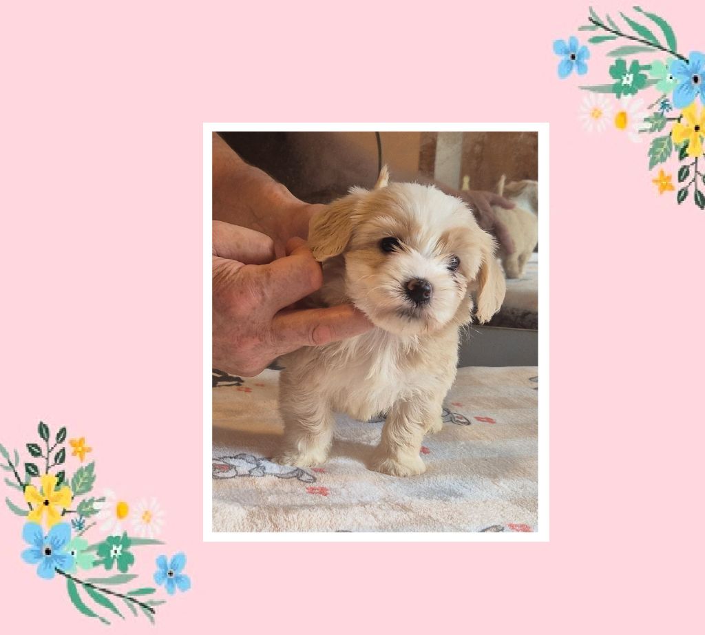 Du Domaine De Brière - Chiots disponibles - Bichon Havanais