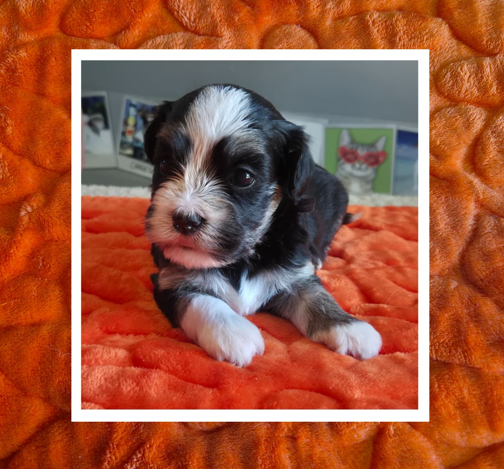 Du Domaine De Brière - Chiots disponibles - Bichon Havanais