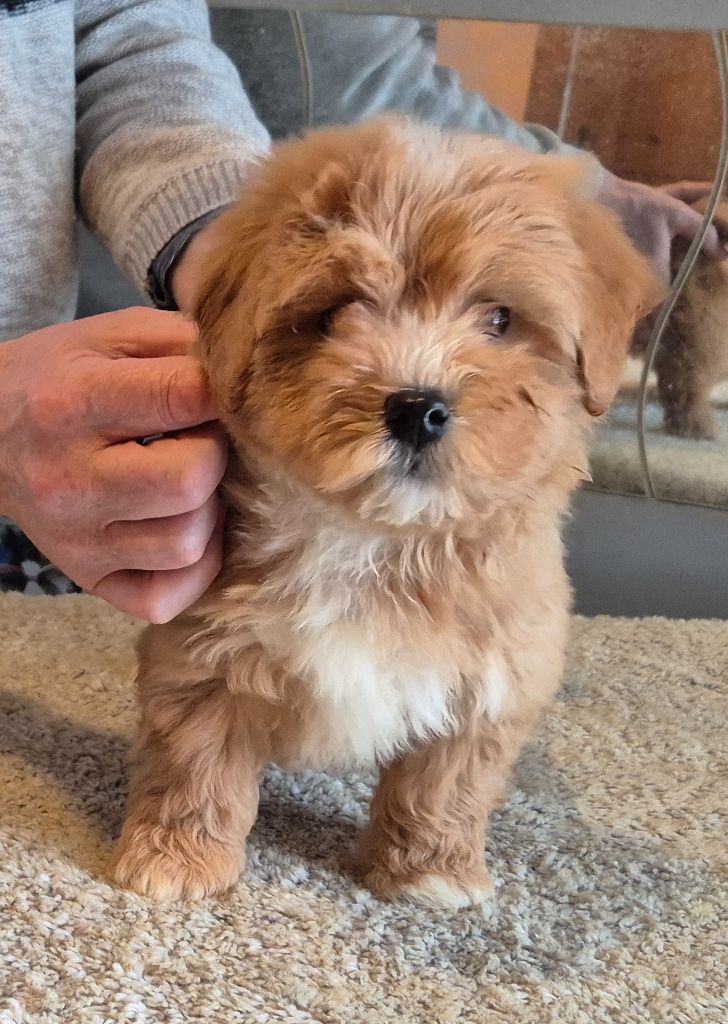 Du Domaine De Brière - Chiots disponibles - Bichon Havanais