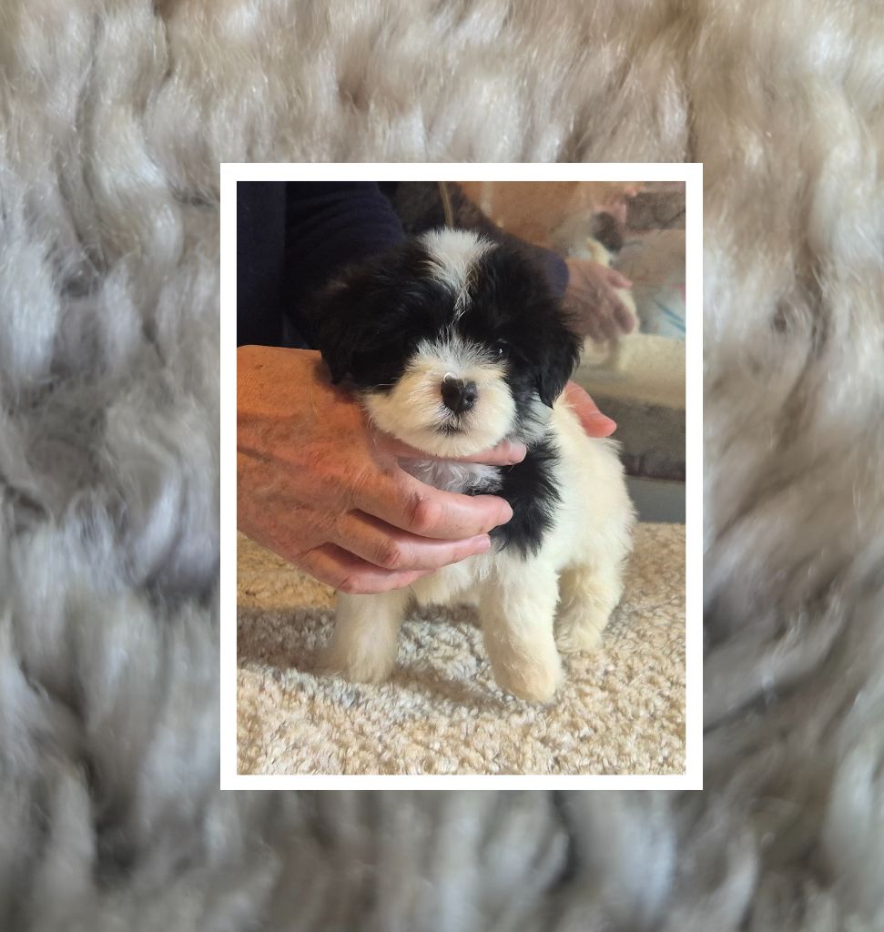 Du Domaine De Brière - Chiots disponibles - Bichon Havanais