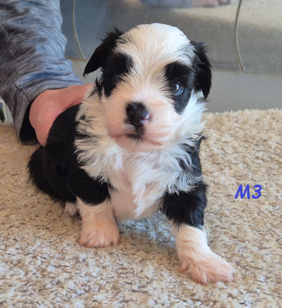 Du Domaine De Brière - Chiots disponibles - Bichon Havanais