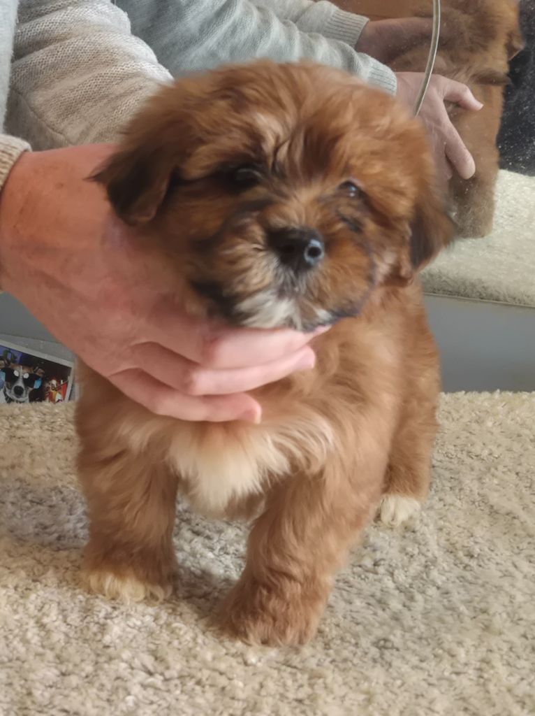 Du Domaine De Brière - Chiots disponibles - Bichon Havanais