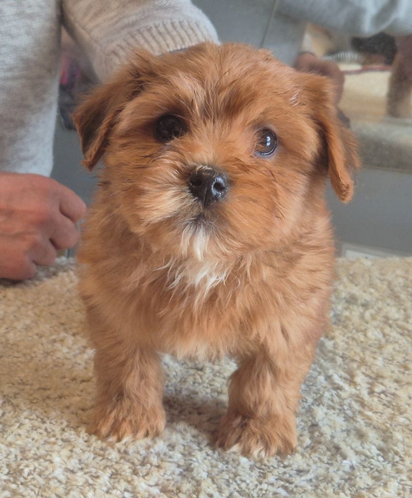 Du Domaine De Brière - Chiots disponibles - Bichon Havanais