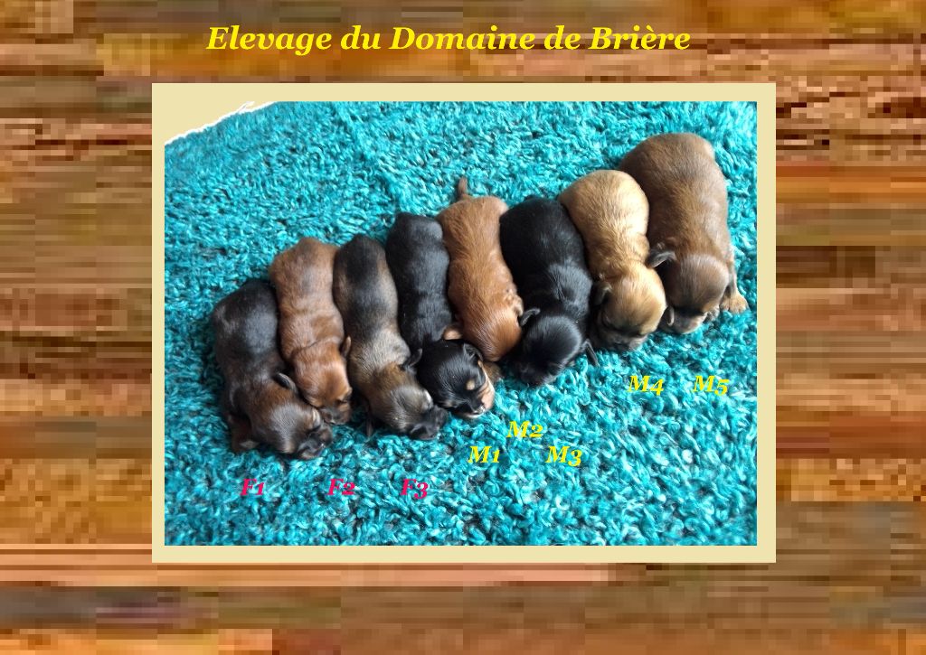 Chiot Bichon Havanais Du Domaine De Brière