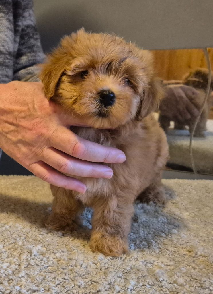 Du Domaine De Brière - Chiots disponibles - Bichon Havanais