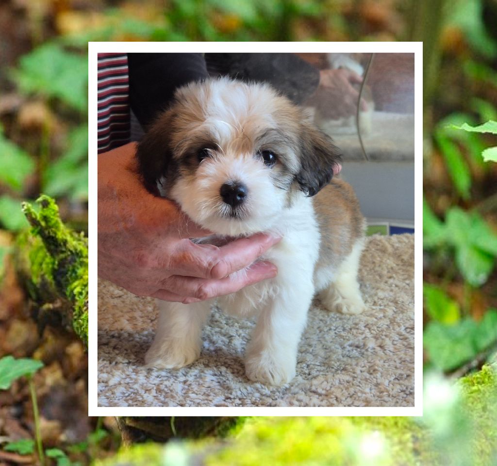 Du Domaine De Brière - Chiots disponibles - Bichon Havanais