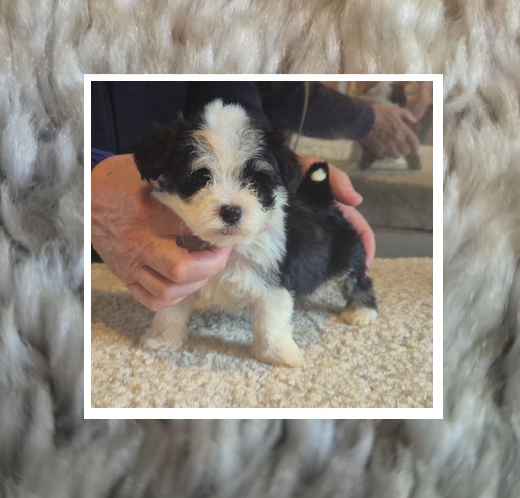 Du Domaine De Brière - Chiots disponibles - Bichon Havanais