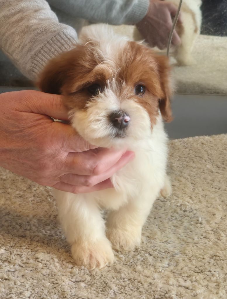 Du Domaine De Brière - Chiots disponibles - Bichon Havanais