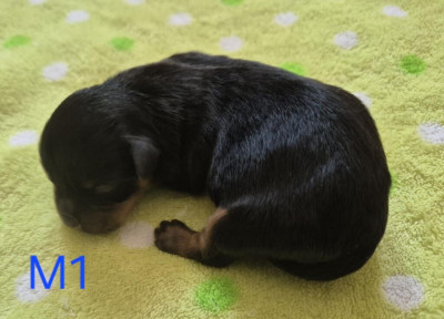 Chiot N°1