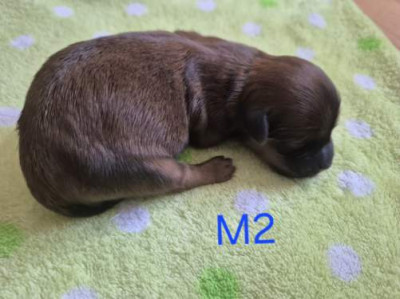 Chiot N°2