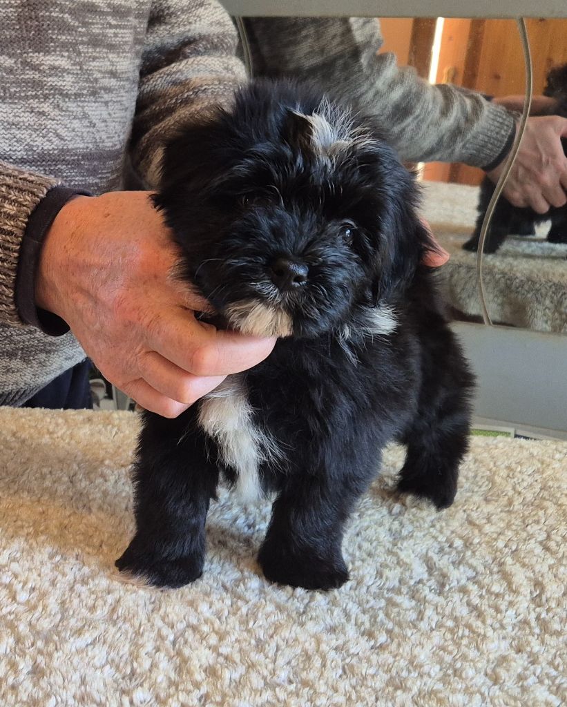 Du Domaine De Brière - Chiots disponibles - Bichon Havanais