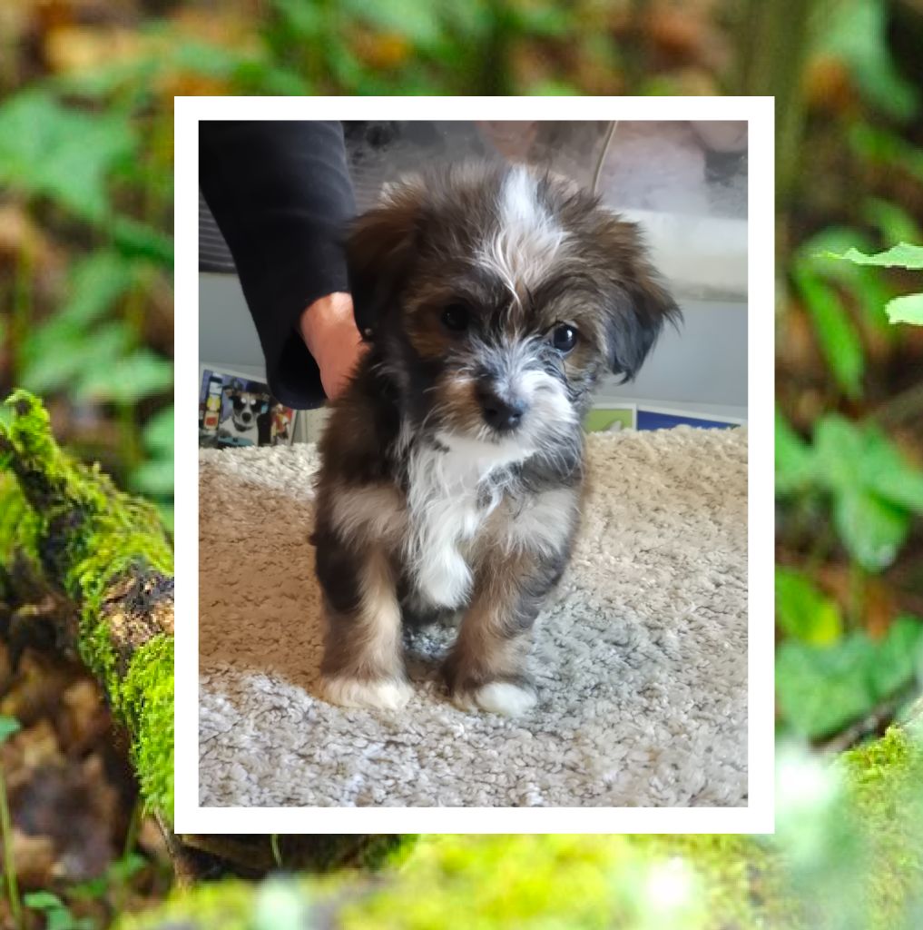 Du Domaine De Brière - Chiots disponibles - Bichon Havanais
