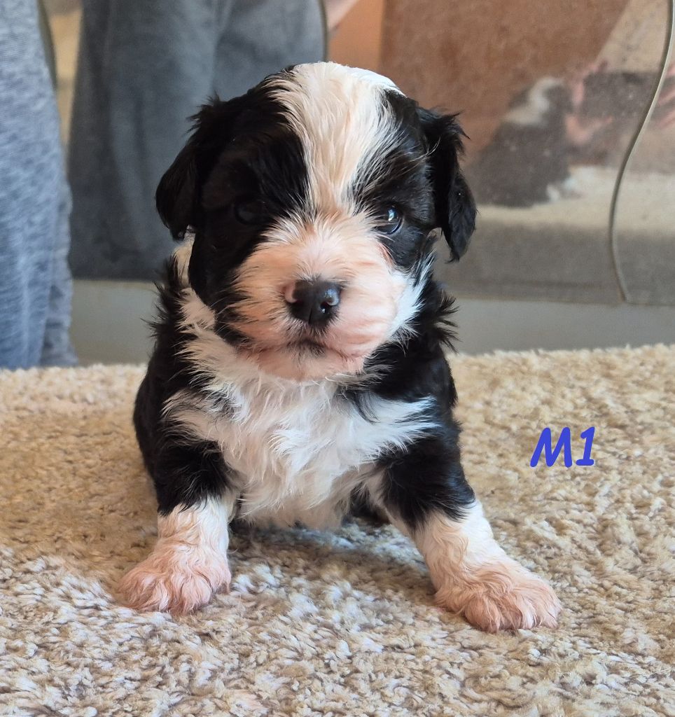 Du Domaine De Brière - Chiots disponibles - Bichon Havanais