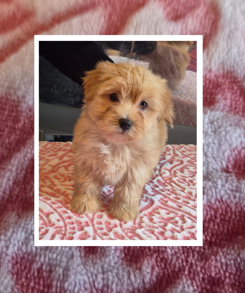 Du Domaine De Brière - Chiots disponibles - Bichon Havanais