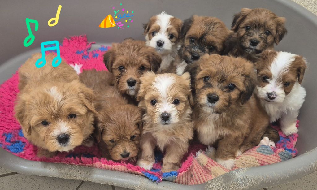 Chiot Bichon Havanais Du Domaine De Brière