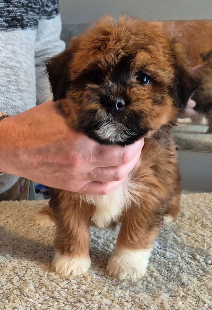 Du Domaine De Brière - Chiots disponibles - Bichon Havanais