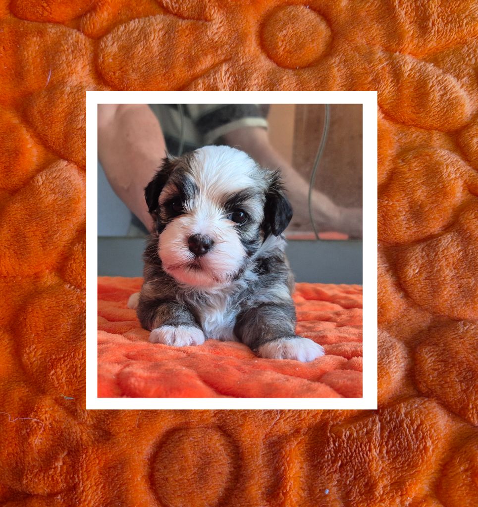Du Domaine De Brière - Chiots disponibles - Bichon Havanais