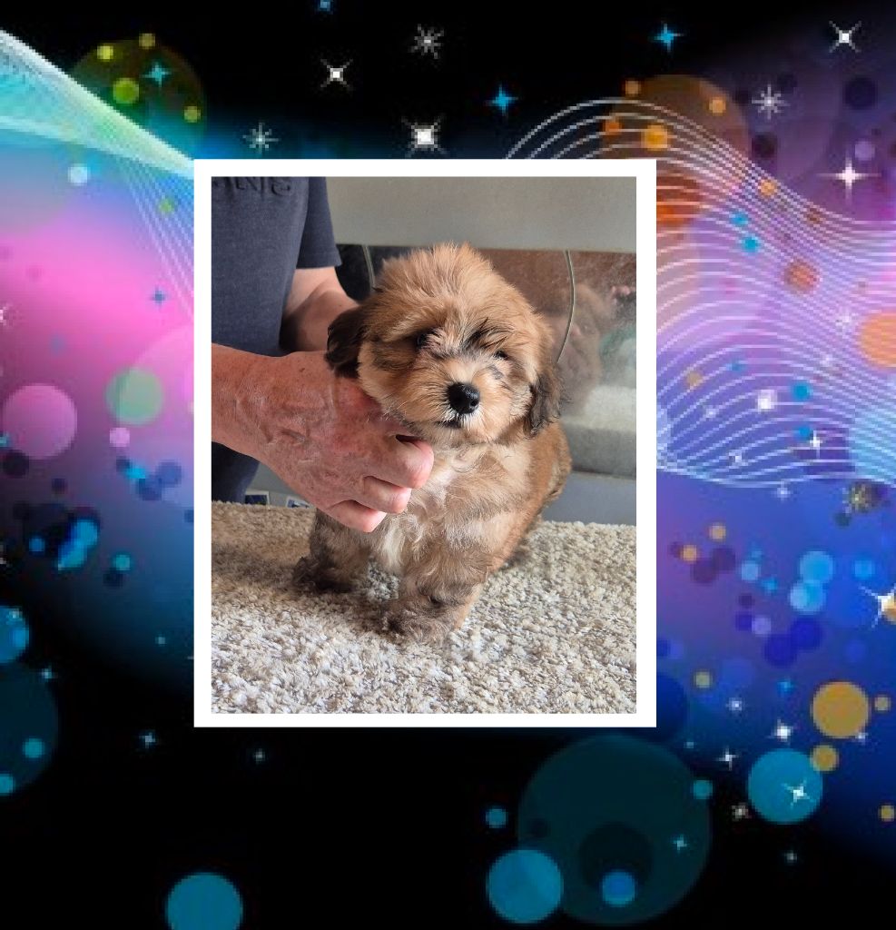Du Domaine De Brière - Chiots disponibles - Bichon Havanais