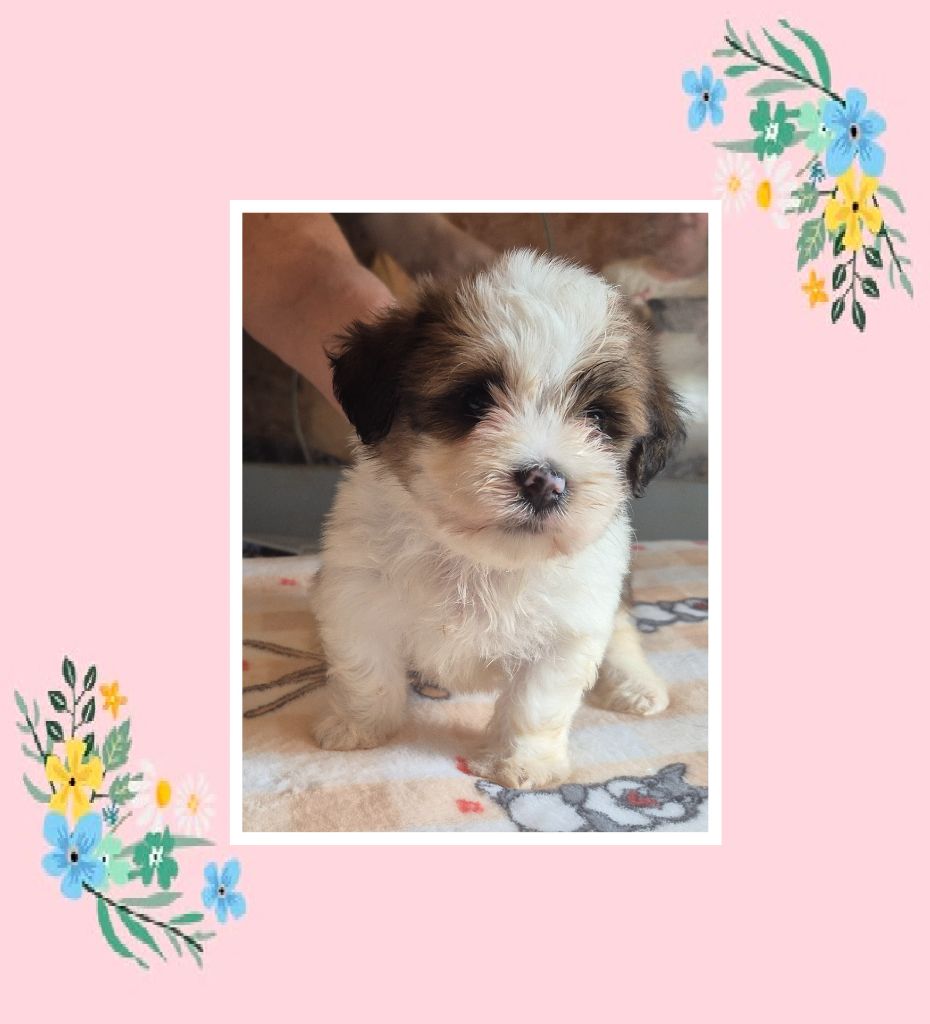 Du Domaine De Brière - Chiots disponibles - Bichon Havanais