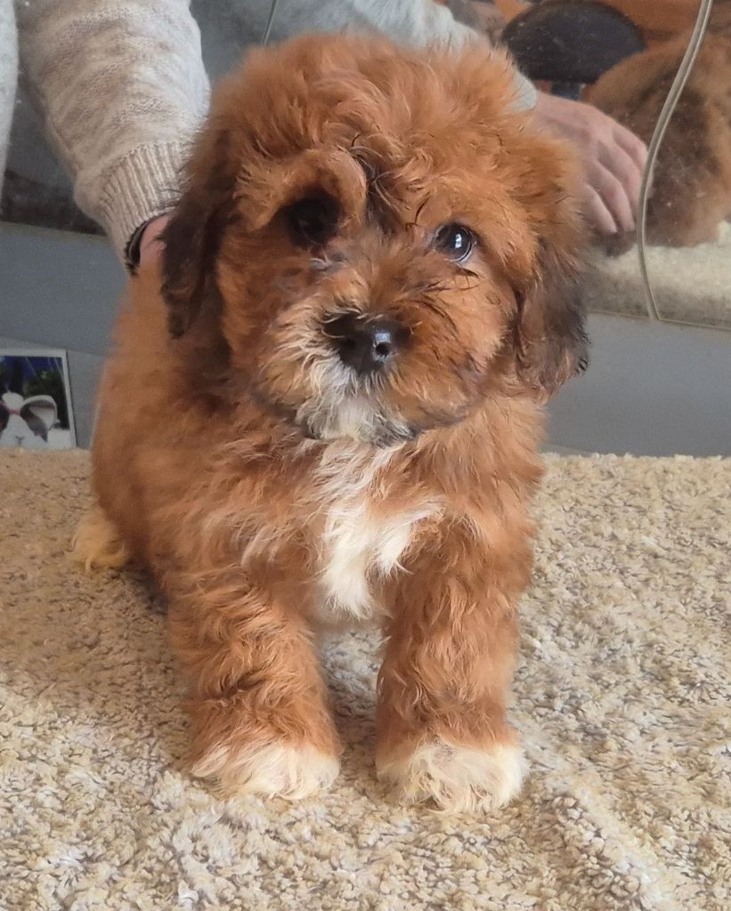 Du Domaine De Brière - Chiots disponibles - Bichon Havanais