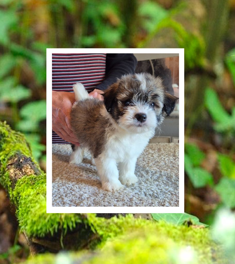 Du Domaine De Brière - Chiots disponibles - Bichon Havanais
