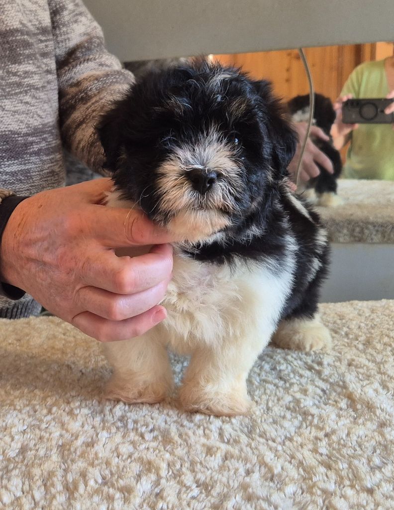 Du Domaine De Brière - Chiots disponibles - Bichon Havanais