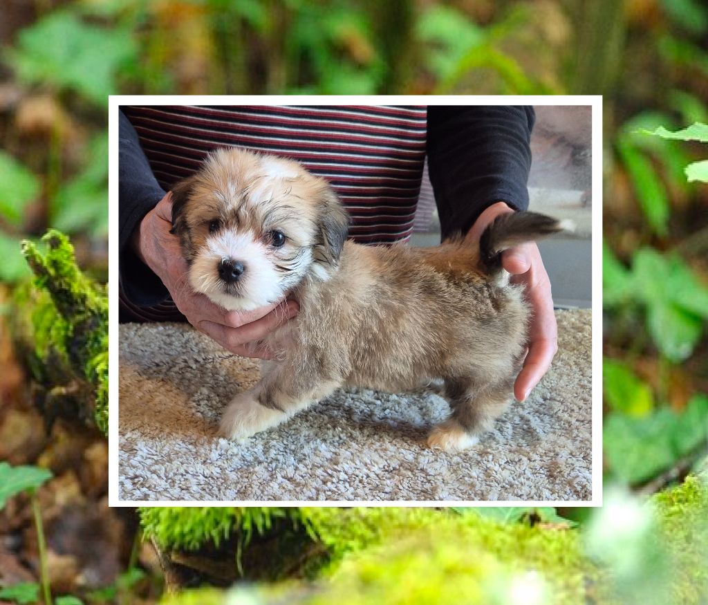 Du Domaine De Brière - Chiots disponibles - Bichon Havanais