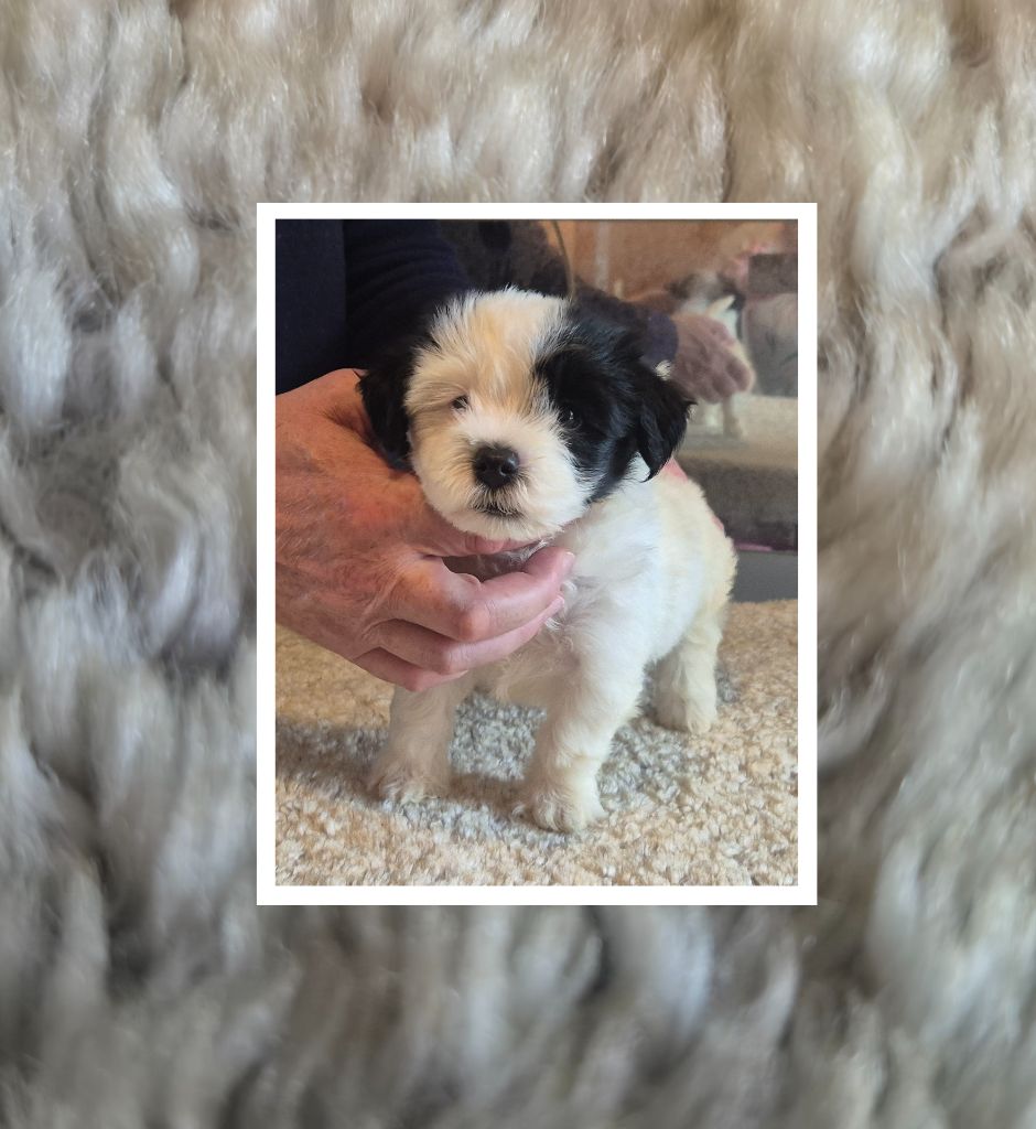 Du Domaine De Brière - Chiots disponibles - Bichon Havanais