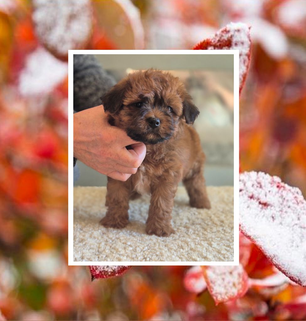 Du Domaine De Brière - Chiots disponibles - Bichon Havanais