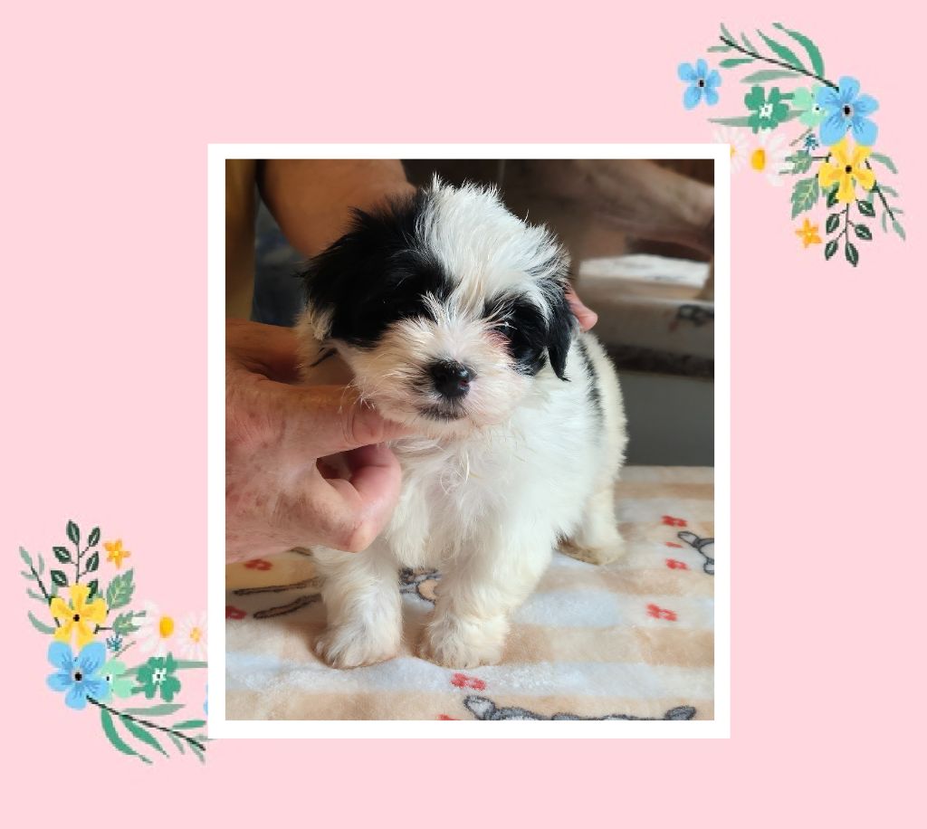 Du Domaine De Brière - Chiots disponibles - Bichon Havanais