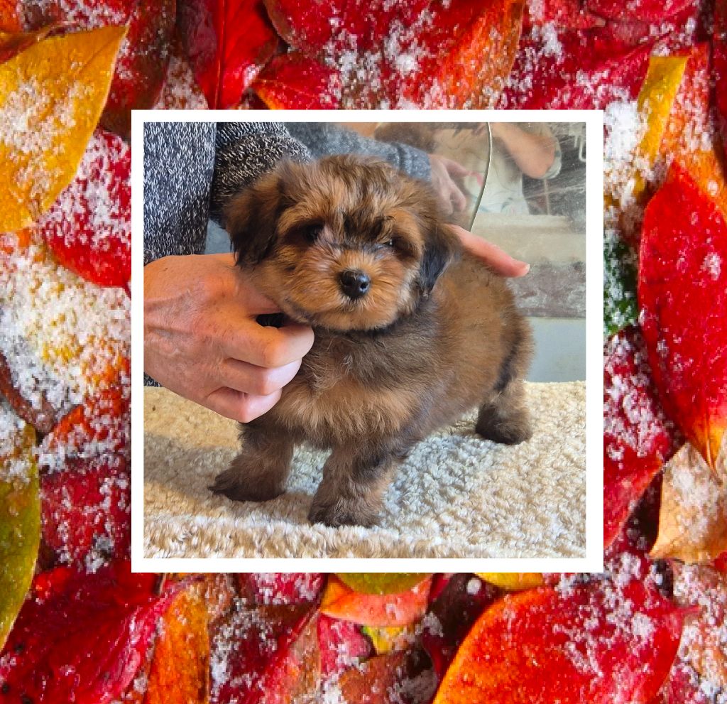 Du Domaine De Brière - Chiots disponibles - Bichon Havanais