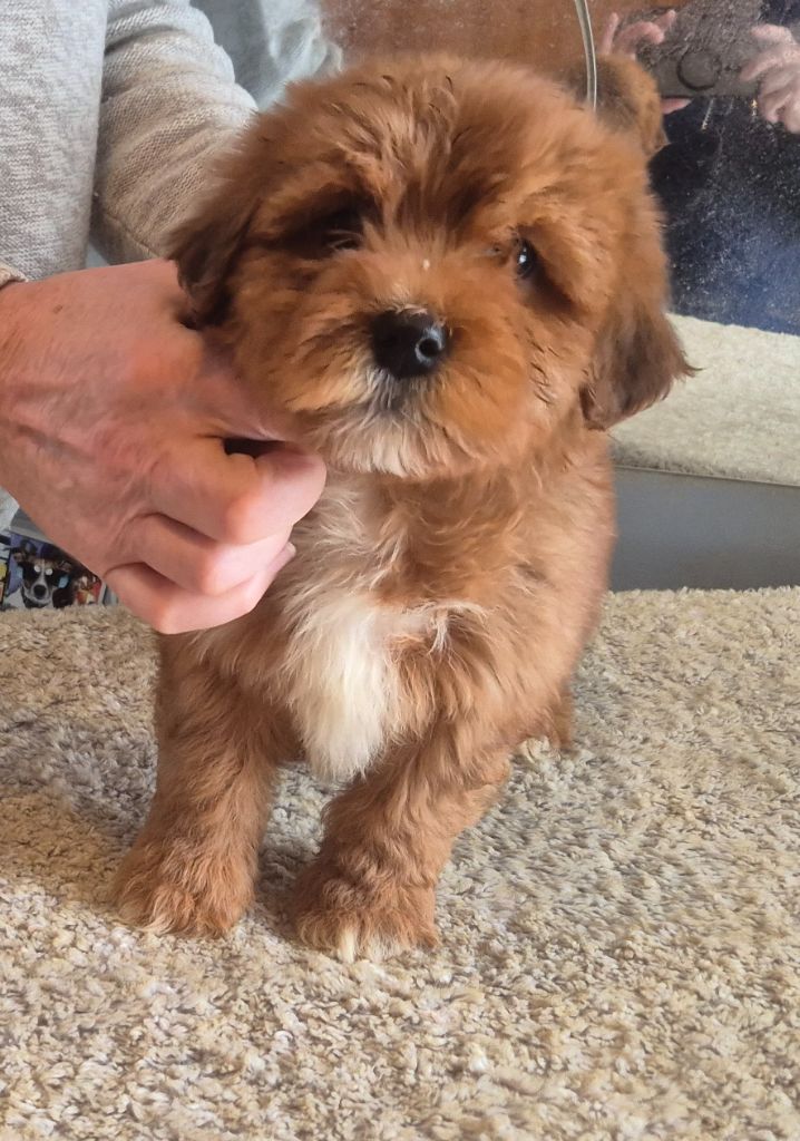 Du Domaine De Brière - Chiots disponibles - Bichon Havanais