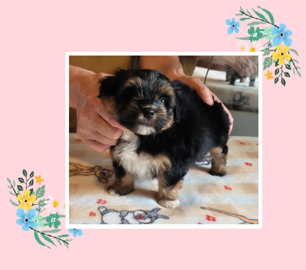 Du Domaine De Brière - Chiots disponibles - Bichon Havanais