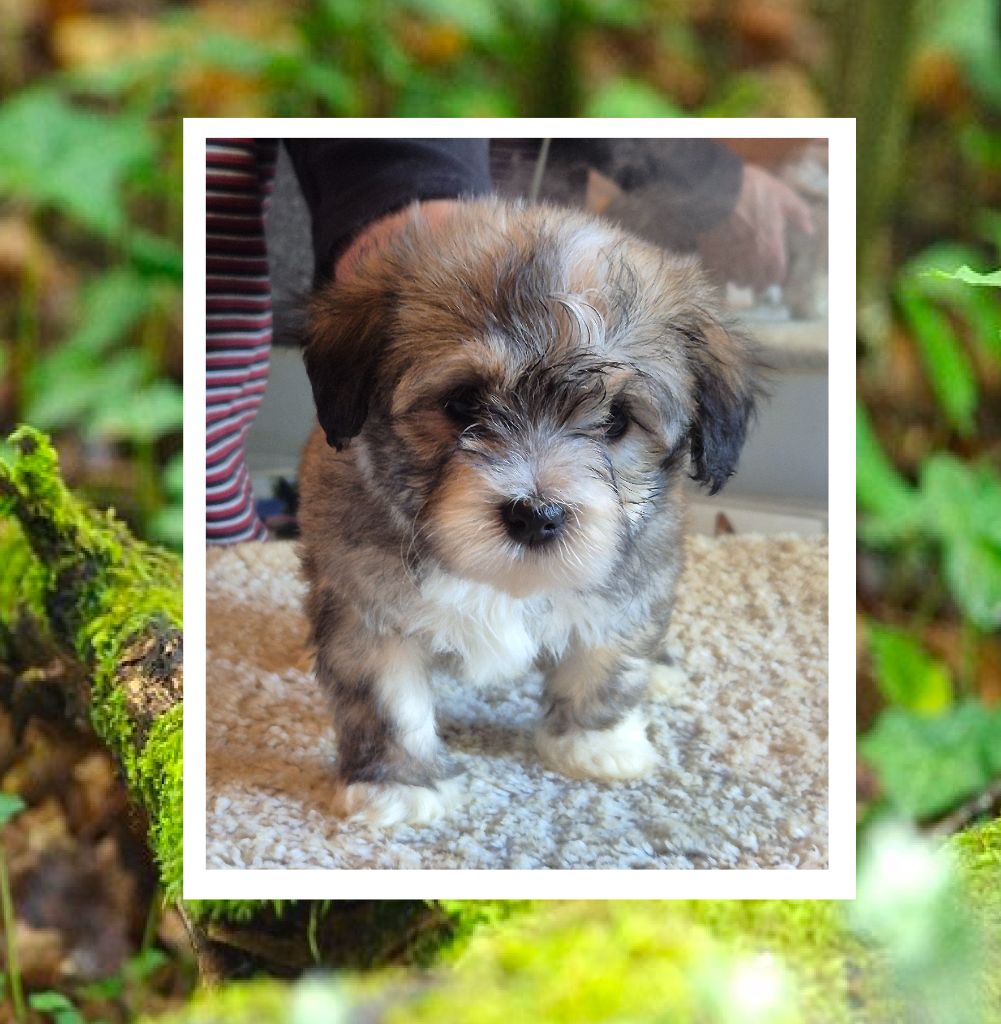 Du Domaine De Brière - Chiots disponibles - Bichon Havanais