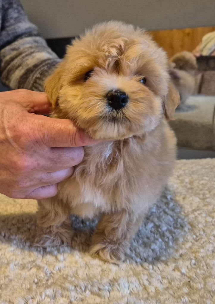 Du Domaine De Brière - Chiots disponibles - Bichon Havanais