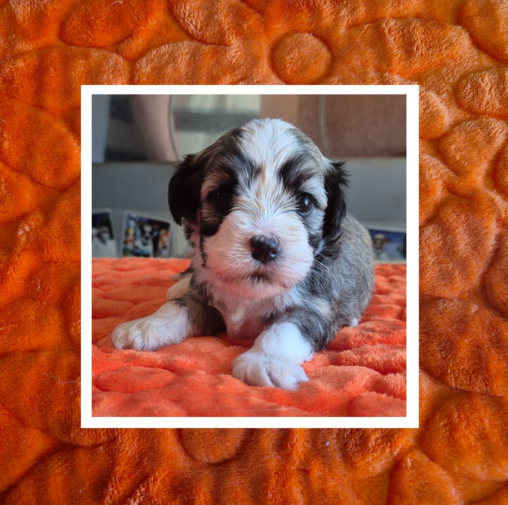 Du Domaine De Brière - Chiots disponibles - Bichon Havanais