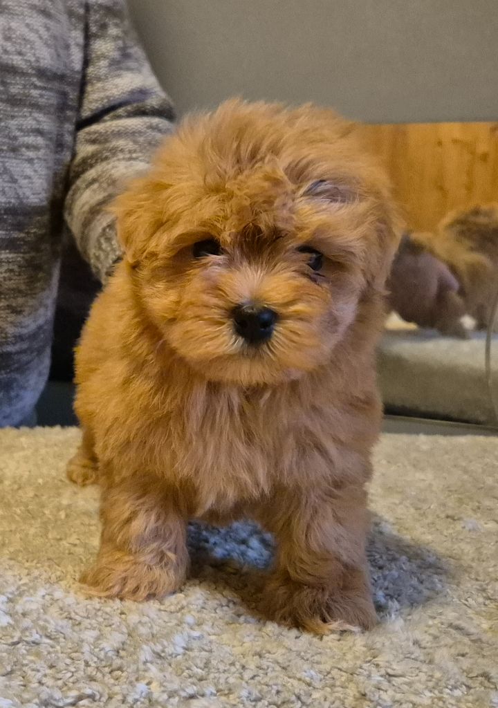 Du Domaine De Brière - Chiots disponibles - Bichon Havanais