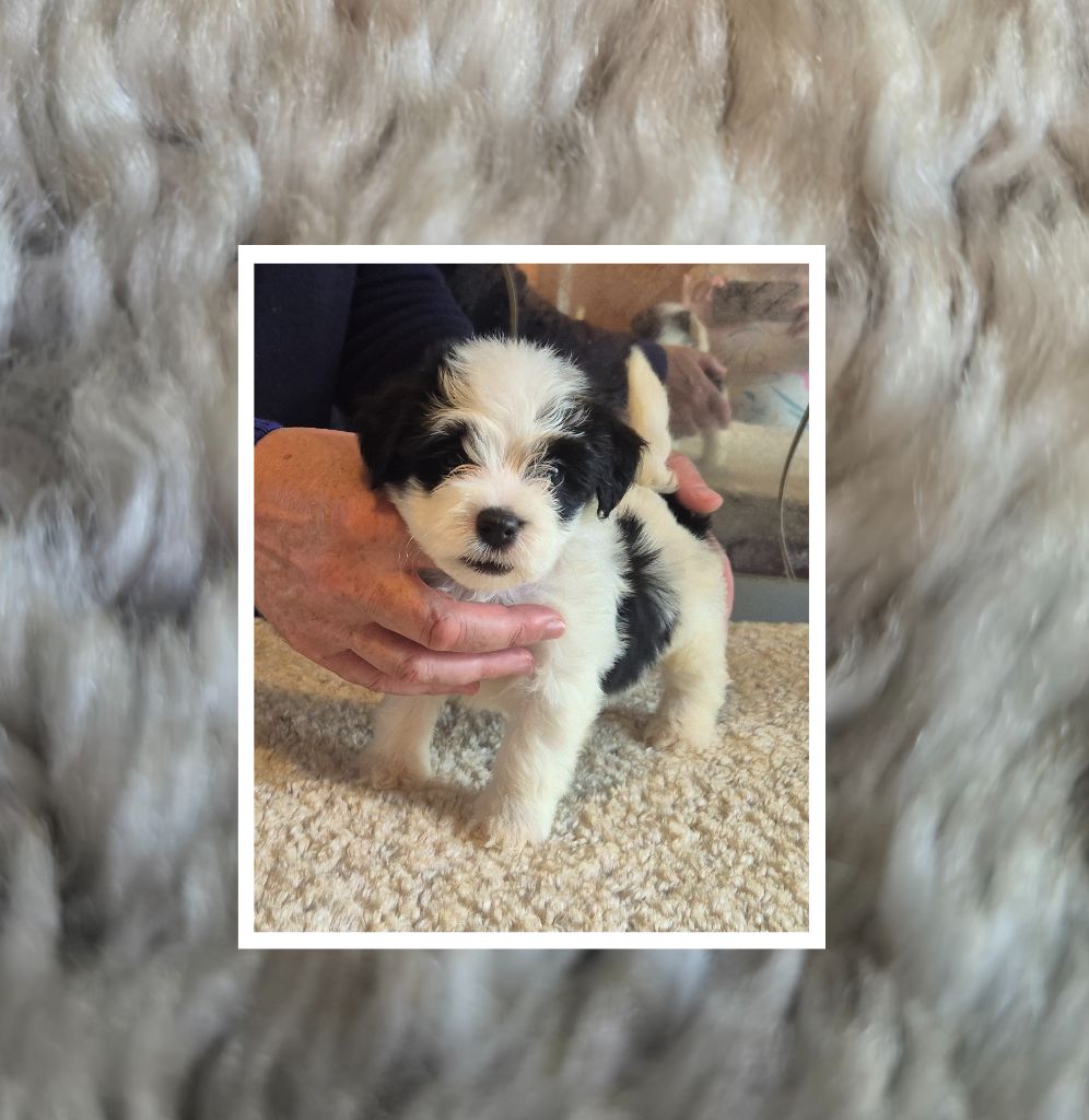 Du Domaine De Brière - Chiots disponibles - Bichon Havanais