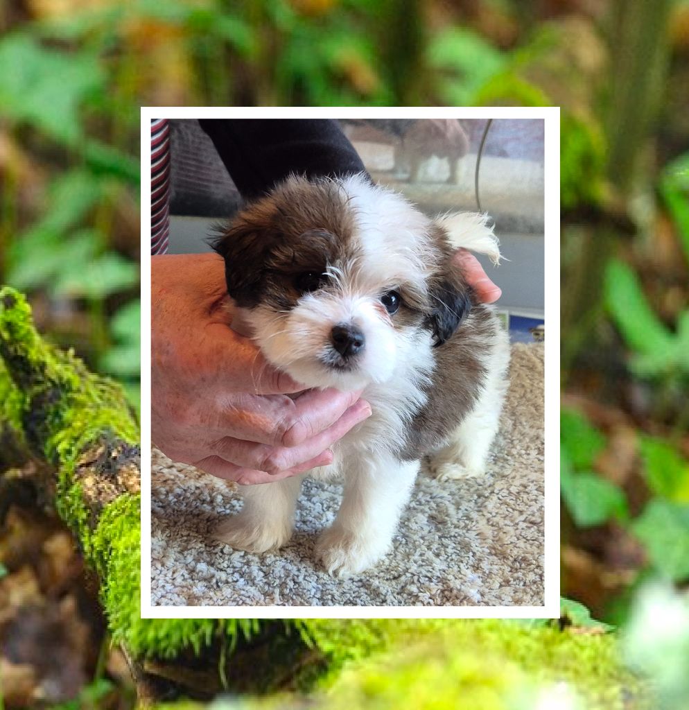 Du Domaine De Brière - Chiots disponibles - Bichon Havanais